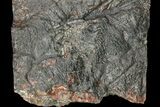 Silurian Fossil Crinoid (Scyphocrinites) Plate - Morocco #118531-2